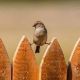 Van Bird