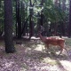 Auf dem Heimweg gab es noch echte Hirsche und Rehe